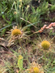 Berkheya zeyheri
