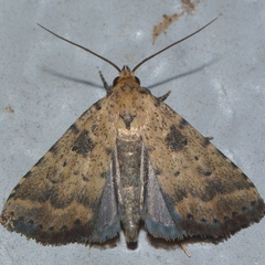 Arugisa latiorella