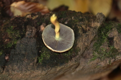 Hypholoma fasciculare