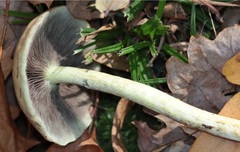 Hypholoma fasciculare