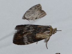 Dasylophia thyatiroides