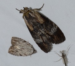 Dasylophia thyatiroides