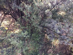 Kunzea robusta