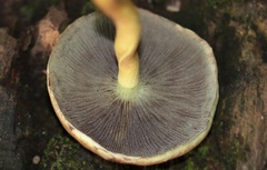 Hypholoma fasciculare