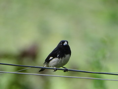 Sporophila luctuosa