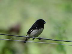 Sporophila luctuosa