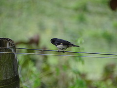 Sporophila luctuosa