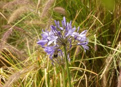 Agapanthus