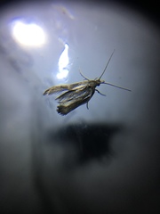 Schreckensteinioidea