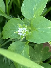 Stellaria media