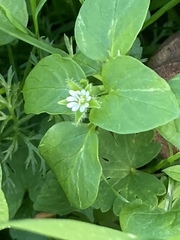 Stellaria media
