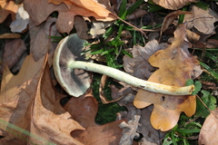 Hypholoma fasciculare