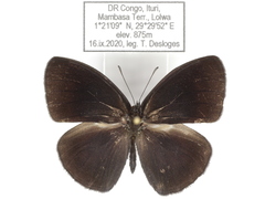 Bicyclus smithi smithi