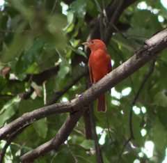 Piranga rubra