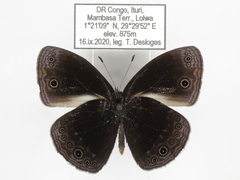 Bicyclus smithi smithi