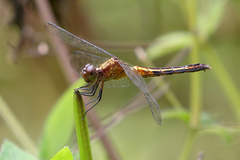 Erythrodiplax avittata