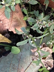 Polygonum aviculare