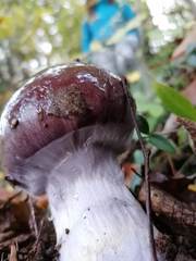 Cortinarius praestans