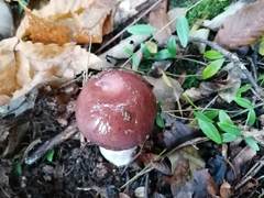 Cortinarius praestans