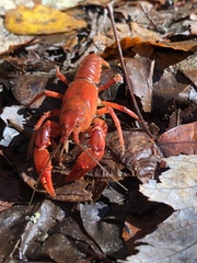Cambarus carolinus