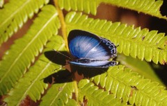 Hypochlorosis ancharia