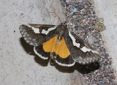 Euscirrhopterus gloveri