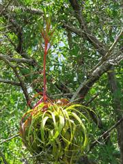 Tillandsia roland-gosselinii