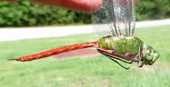 Anax longipes