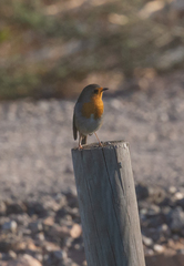 Erithacus rubecula