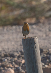 Erithacus rubecula