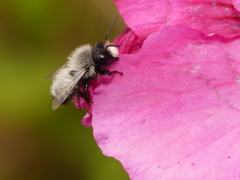 Megachile saulcyi