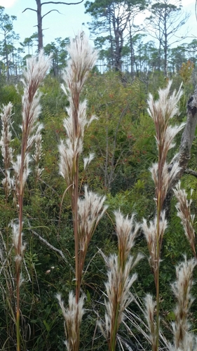 Andropogon floridanus image