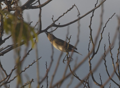 Phylloscopus collybita