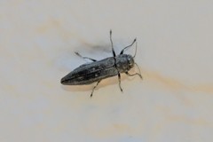 Agrilus politus