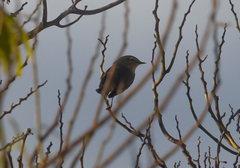 Phylloscopus collybita