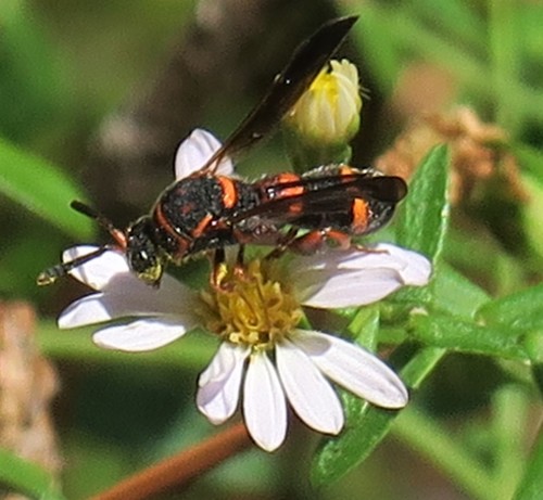 Leucospidae image