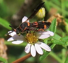 Leucospis affinis image