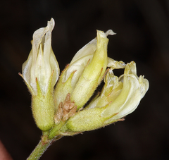 Astragalus bolanderi