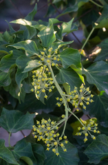 Hedera canariensis