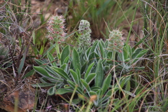 Echiostachys ecklonianus