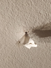 Sericoptera