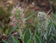 Echiostachys ecklonianus