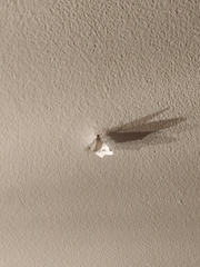 Sericoptera