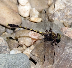 Progomphus obscurus