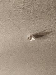 Sericoptera
