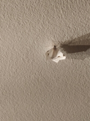 Sericoptera