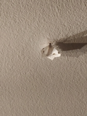 Sericoptera