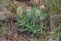 Echiostachys ecklonianus