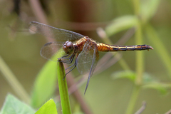 Erythrodiplax avittata