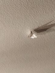 Sericoptera